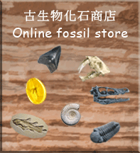 古生物化石商店 Online fossil store